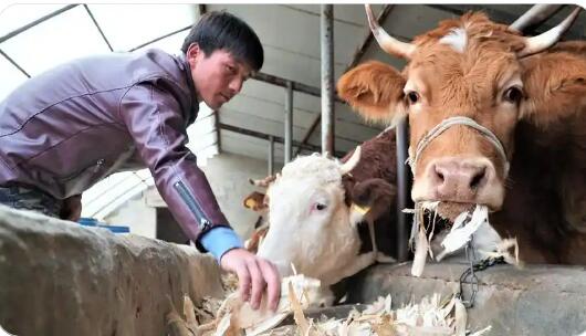 寧夏固原市西吉縣王民鄉：肉牛產業“犇”出振興路