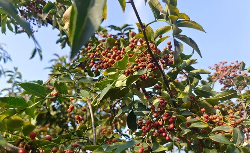河南方城縣柳河鎮：花椒串起綠色產業鏈