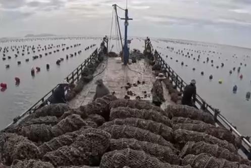 福建霞浦：萬畝生蠔迎豐收 夏日餐桌海味足
