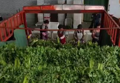 “小”菜園闖出“大”市場 高原夏菜“梳妝打扮”“強制休眠”身價漲