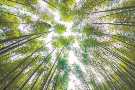 一根翠竹 萬千新局——福建竹產業觀察