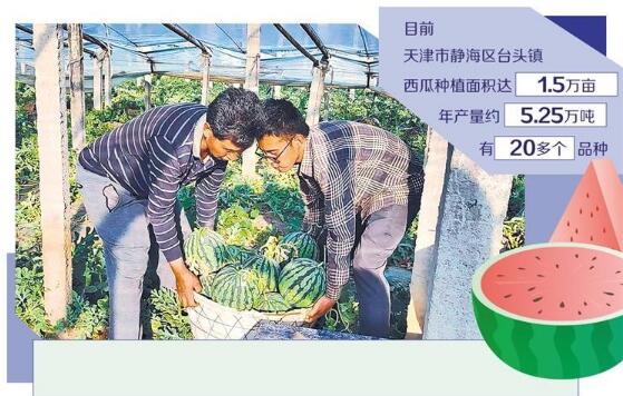 天津靜海——思路寬換來瓜農富