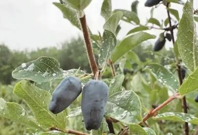 “藍靛果之鄉”勃利：寒地小漿果闖出大名堂