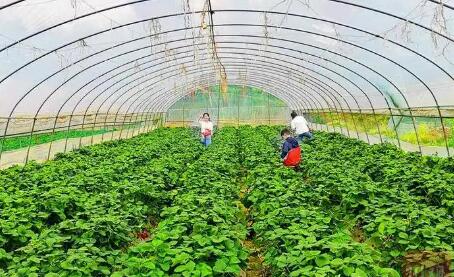 四川江油：綠色種養循環模式助農增收