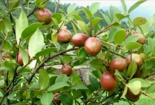 江西宜春袁州：讓古老油茶產業煥發全新活力