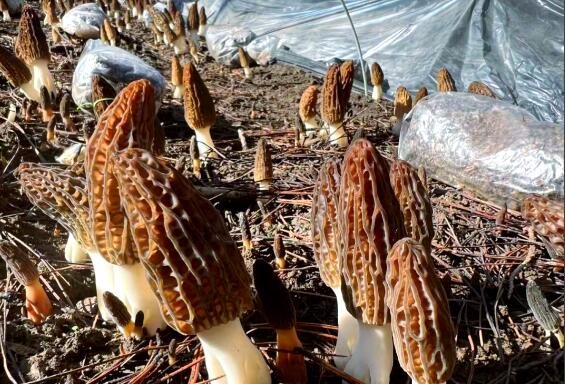 金融活水精準賦能 青海同仁羊肚菌產業鋪就藏鄉增收路