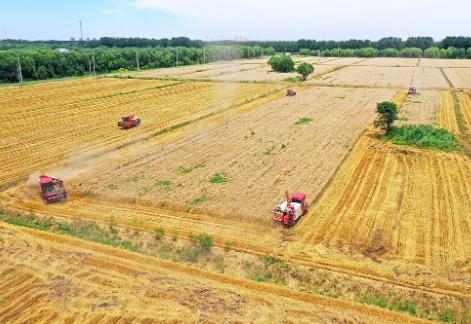 我國夏糧產量首破3000億斤，哪些因素撐起夏糧滿倉？