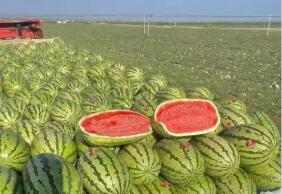 寧夏中衛：“石頭縫里的金瓜瓜”走向廣闊市場