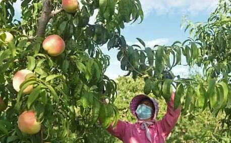 河南南召：特色林果甜了日子富了鄉村