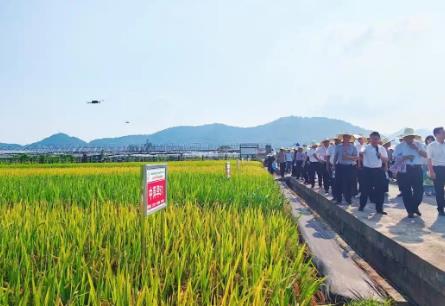 “中國雜交水稻制種之鄉”湘東：71個早稻新品種田間“大閱兵”