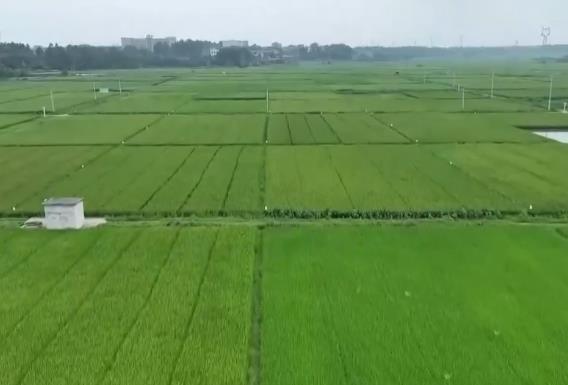 農業農村部組織開展強田管抗災害奪秋糧豐收行動