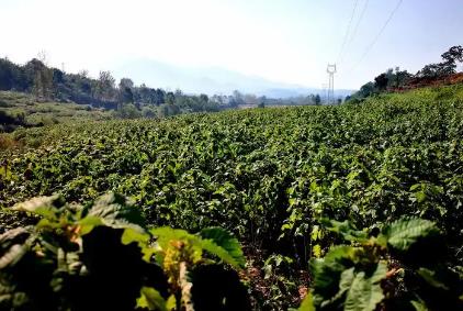 產業鏈延伸 “苧麻之鄉”湖北咸寧苧麻回歸田野間