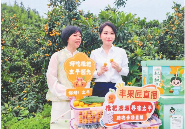 浙江麗水蓮都區太平鄉：用匠心種出共富“黃金果”