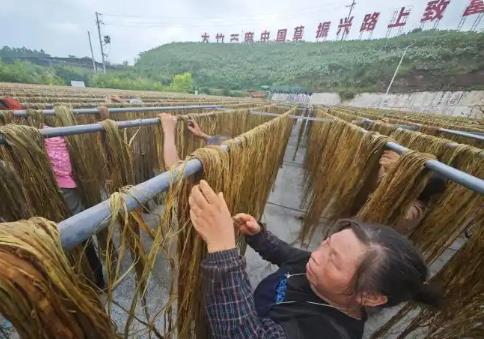 “中國苧麻之鄉”四川大竹：一根“中國草”織就鄉村振興共富路