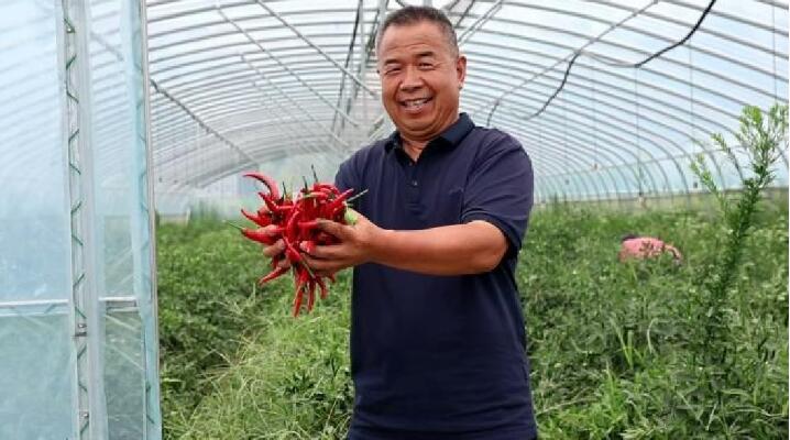 江蘇省豐縣師寨鎮：“未摘先嫁” 訂單種銷讓農戶吃下“定心丸”