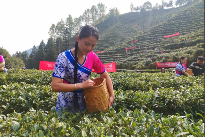 江西遂川：茶香傳理論 技能富茶農