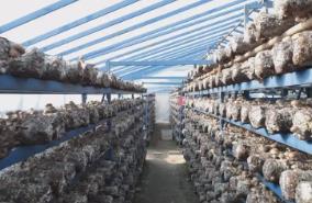 豫產山珍挺進全球大市場