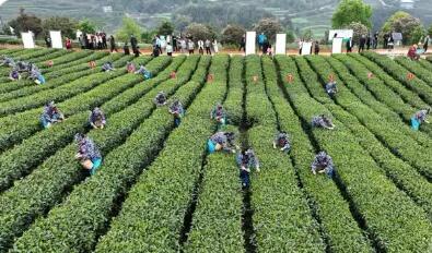 一片葉子的新賽道——重慶抹茶產業盤活百萬畝茶園紀實