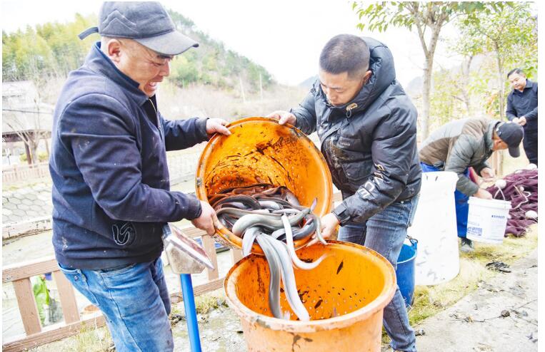 大山深處奏響養鰻序曲 安徽岳西鰻魚產業鏈加速成形