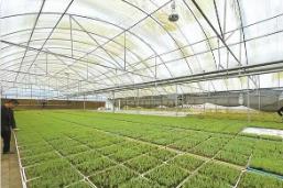 我國發力強化種業知識產權保護