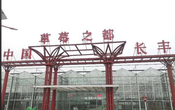 “農業保險+”賦能草莓育苗產業高質量發展