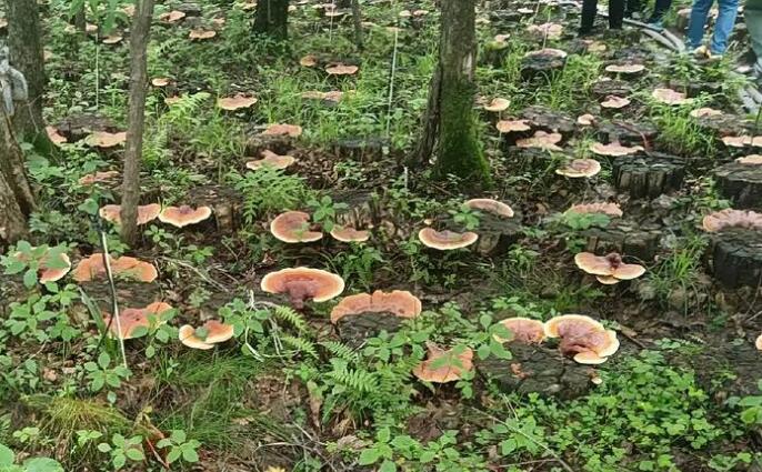 湖南汝城：林下種靈芝，開辟林場“自主造血”路