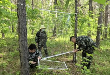 黑龍江省各地扎實推進林業有害生物防控 守護林海安全
