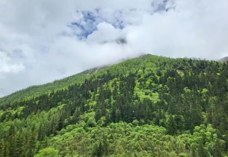 重磅出爐！四川出臺十年規劃，守護長江黃河上游天然林