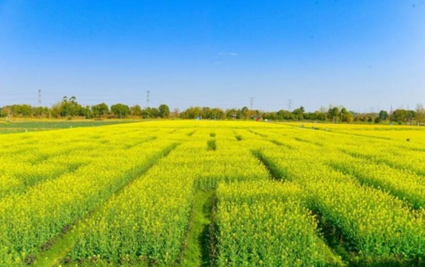 新津再添國家級名片！水稻、油菜雙基地入選全國首批綠色食品原料供應地