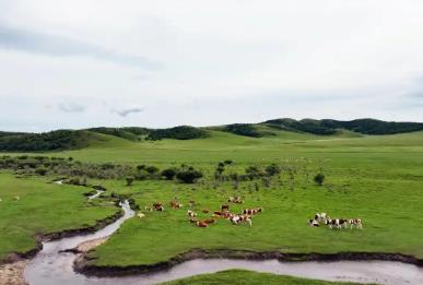 內蒙古扎魯特旗：以家庭牧場鋪就草原富民之路
