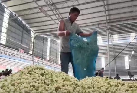 風雨過后，花香歸來！比花香更動人的是花農不低頭的那股勁兒