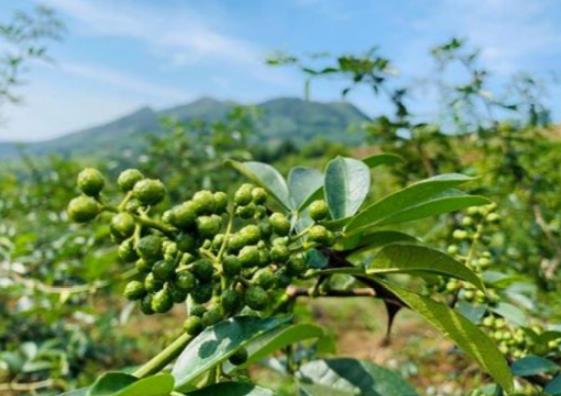 花椒產業全鏈條發力進階