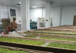 自用型、輕量化原葉茶成線上消費主流　我國茶葉市場加快向消費主導轉型