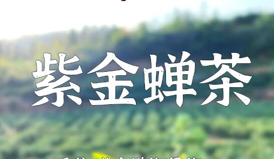 紫金蟬茶：山間小眾特產撐起縣域經濟“脊梁”