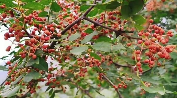 天津薊州莊果峪伏花椒結出鄉村振興“金豆豆”