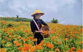 云南滄源：萬壽菊花開正艷 “美麗產業”助農增收