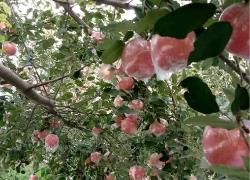 山西臨猗早熟蘋果畝均收益增五成