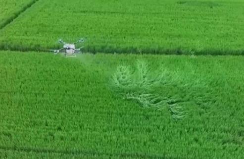 秋糧播種面積預計穩中略增 各地強化田管夯實豐收基礎
