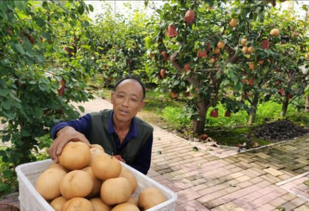 河北館陶：梨果產業鋪就富民路