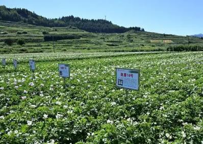 “中國馬鈴薯良種之鄉”渭源萬畝薯田孕育鄉土新希望