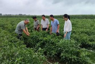 河南1.2萬農技員下沉一線保障秋糧生產