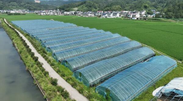 安徽潛山黃柏鎮：深耕菌業 繪就和美畫卷
