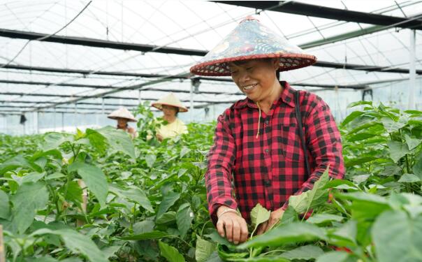 江西鷹潭：畬鄉幸福“三重奏” 唱響民族鄉村振興曲