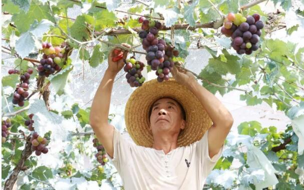 甜蜜值拉滿！北京延慶張山營鎮葡萄成熟時