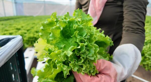 寧夏西吉縣沙溝鄉：水潤良田興產業 特色蔬菜賦能鄉村振興