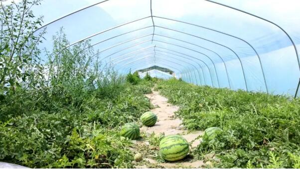 西藏林芝波密縣易貢鄉：甜蜜西瓜鋪就振興共富路