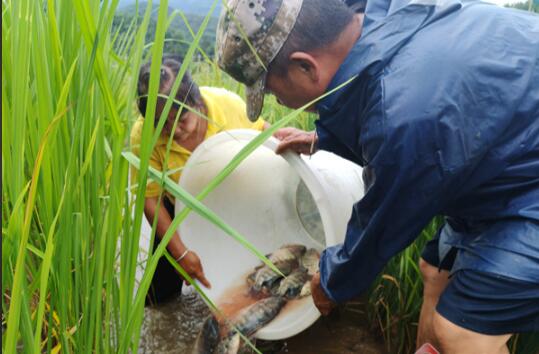 魚苗“游”進稻田，云南鎮康生態種養實現一田雙收