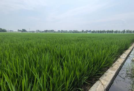河南范縣：黃河岸邊“稻花香”
