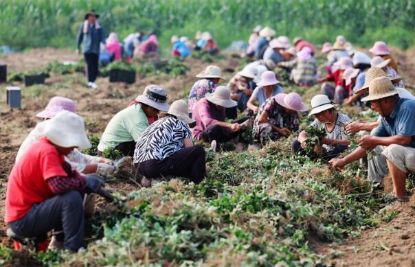 江蘇徐州銅山區新區街道：草莓移苗正當時 特色產業促增收