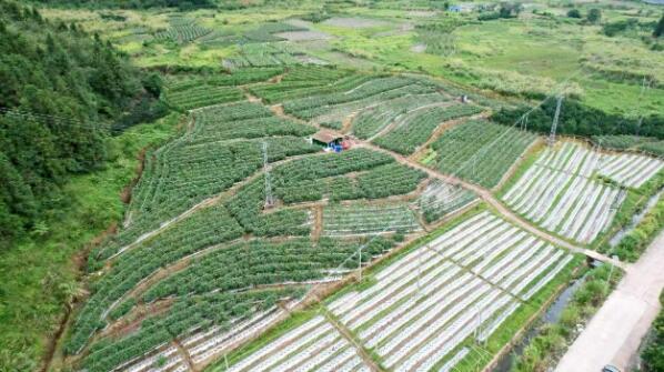廣東清遠陽山楊梅鎮：蔬香滿田迎豐收 產業賦能促振興